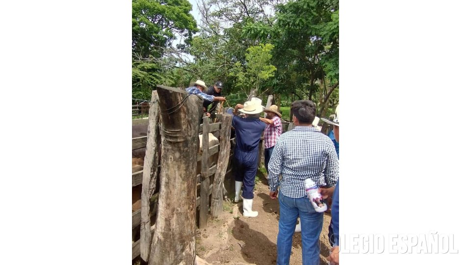 Práctica Manejo Preventivo de Bovinos
